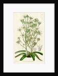 Mediterranean ornithogalum by S Watts