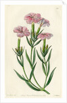 ‘Prince Bisignani’s tree pink’ by S Watts