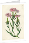 ‘Prince Bisignani’s tree pink’ by S Watts