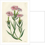 ‘Prince Bisignani’s tree pink’ by S Watts