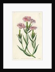 ‘Prince Bisignani’s tree pink’ by S Watts