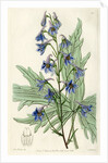‘Loose-flowered larkspur’ by S Watts