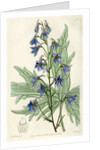 ‘Loose-flowered larkspur’ by S Watts