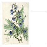 ‘Loose-flowered larkspur’ by S Watts