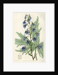 ‘Loose-flowered larkspur’ by S Watts