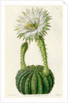 Echinopsis cactus by S Watts