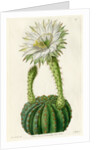 Echinopsis cactus by S Watts