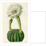 Echinopsis cactus by S Watts