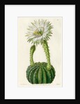 Echinopsis cactus by S Watts