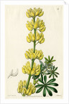 Yellow bush lupine by S Watts