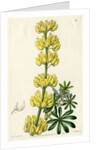 Yellow bush lupine by S Watts