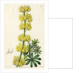 Yellow bush lupine by S Watts