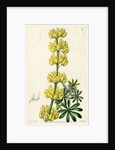 Yellow bush lupine by S Watts