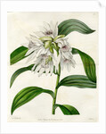 White thunia by S Watts