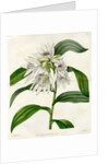 White thunia by S Watts