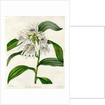 White thunia by S Watts