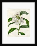 White thunia by S Watts