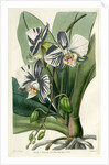 Moon orchid by S Watts
