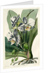 Moon orchid by S Watts