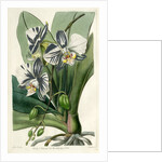 Moon orchid by S Watts