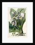 Moon orchid by S Watts