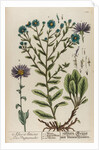 Aster atticus by Elizabeth Blackwell