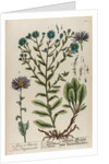 Aster atticus by Elizabeth Blackwell