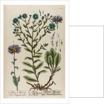 Aster atticus by Elizabeth Blackwell