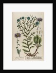 Aster atticus by Elizabeth Blackwell