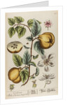 Cydonea mala by Elizabeth Blackwell