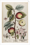 Malus sativa by Elizabeth Blackwell