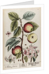Malus sativa by Elizabeth Blackwell