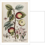 Malus sativa by Elizabeth Blackwell