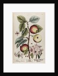 Malus sativa by Elizabeth Blackwell