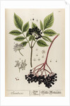 Sambucus by Elizabeth Blackwell