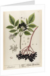 Sambucus by Elizabeth Blackwell