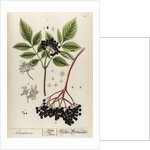 Sambucus by Elizabeth Blackwell