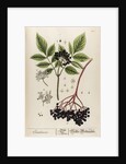 Sambucus by Elizabeth Blackwell