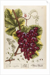 Vitis vinifera by Elizabeth Blackwell