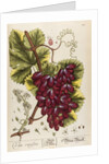 Vitis vinifera by Elizabeth Blackwell