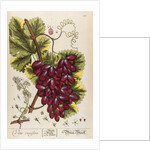 Vitis vinifera by Elizabeth Blackwell