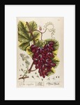 Vitis vinifera by Elizabeth Blackwell