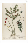Bruscus vel ruscus by Elizabeth Blackwell
