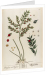 Bruscus vel ruscus by Elizabeth Blackwell