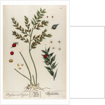 Bruscus vel ruscus by Elizabeth Blackwell