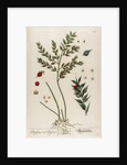Bruscus vel ruscus by Elizabeth Blackwell