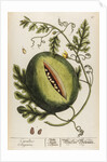 Citrullus anguria by Elizabeth Blackwell