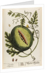 Citrullus anguria by Elizabeth Blackwell
