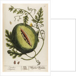 Citrullus anguria by Elizabeth Blackwell