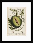 Citrullus anguria by Elizabeth Blackwell